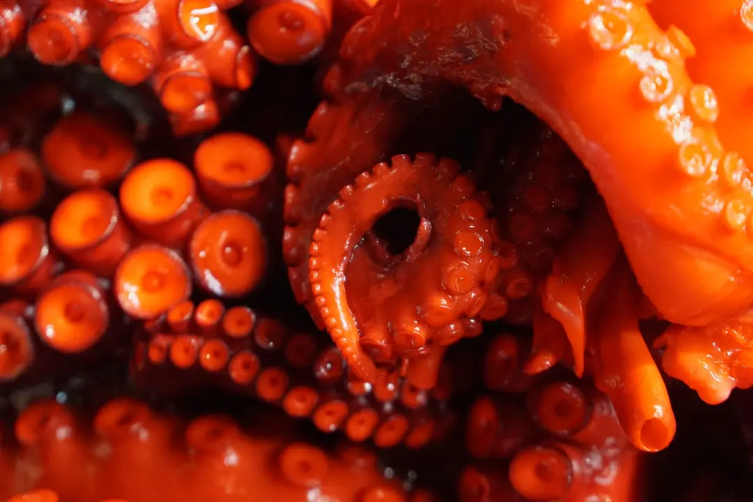 Is Octopus Halal?
